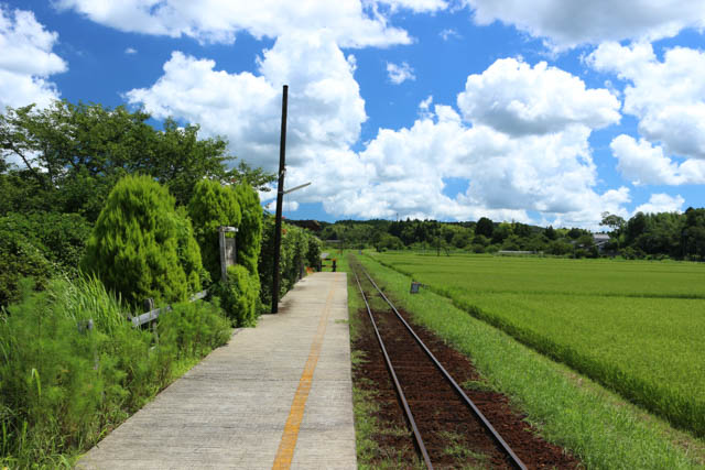 植え込みや水田の緑と空の青さのコントラストが印象的