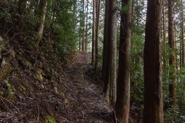 登り勾配は続くが樹冠越しに見える稜線は明るくなり、上り道の終わりを感じさせる