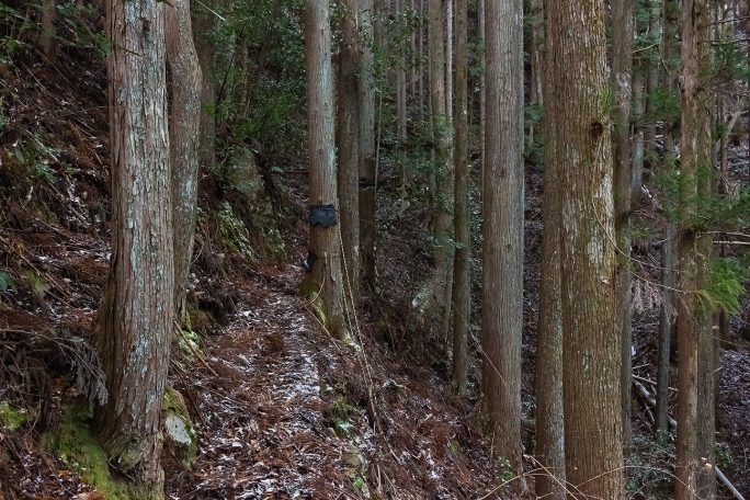 樹林内に、比較的明瞭な道が続き、トラロープも張られていた
