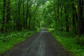石狩・野幌森林公園（北海道：2022年6月）