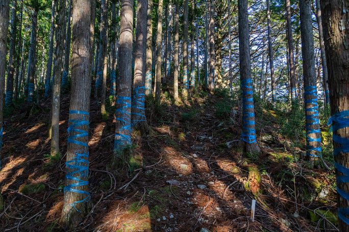 P1085付近に達すると食害防止の青テープを巻いた杉の木が多くなる