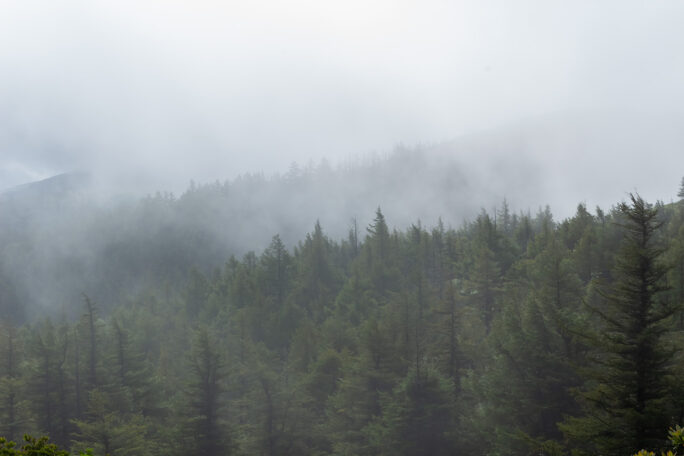 武石峠付近は晴れの気配を感じさせる霧の中
