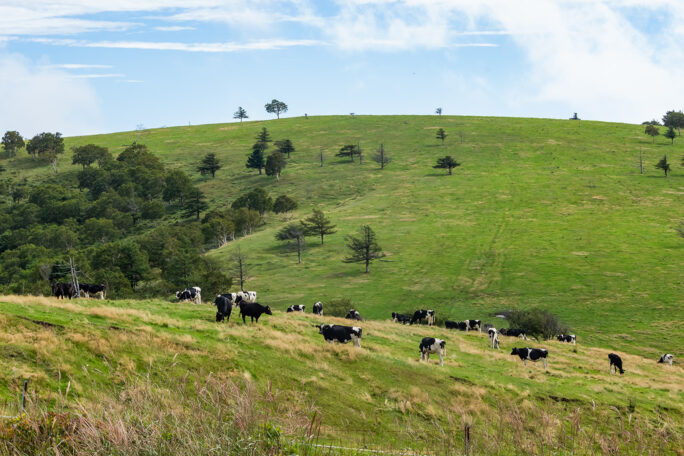 乳牛が放牧された高原風景が気持ち良い