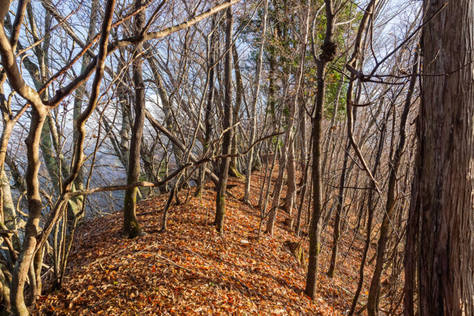 朝日に照らし出された稜線は心地よい落ち葉のプロムナードとなっていた