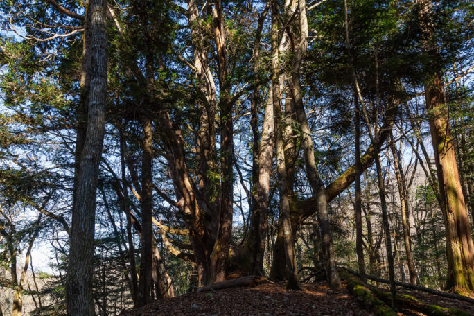 徳久保集落を見守る高台に生えるネズコの大木