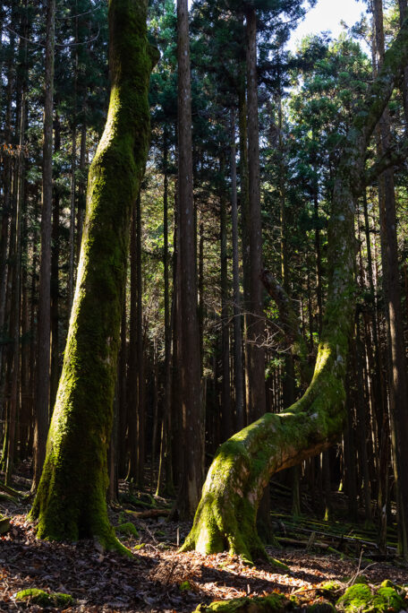 少し歩くと植林地内に印象的な2本の大木が生えていた