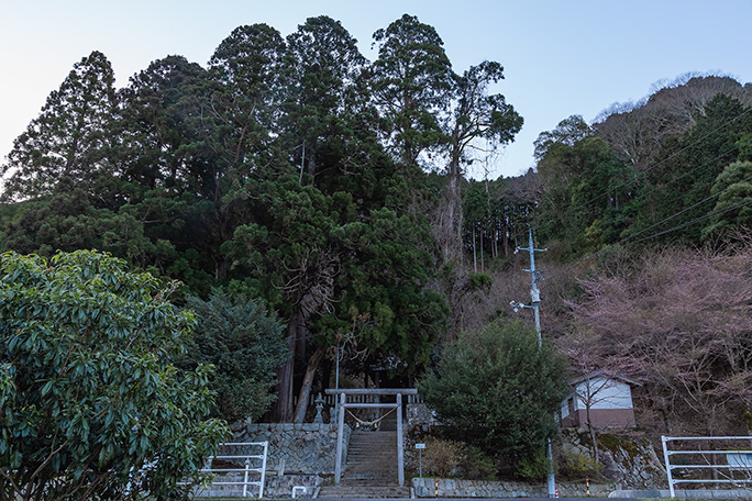 御神木の杉の大木が神社の位置をはっきりと示してくれる