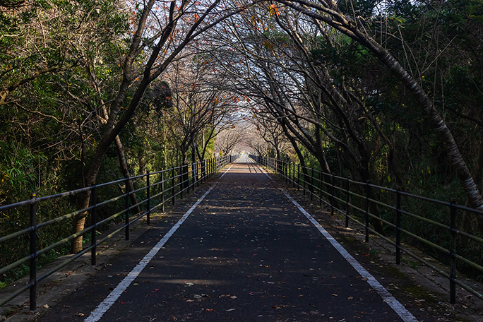 サイクリングロードに転用された鹿児島交通万世線跡