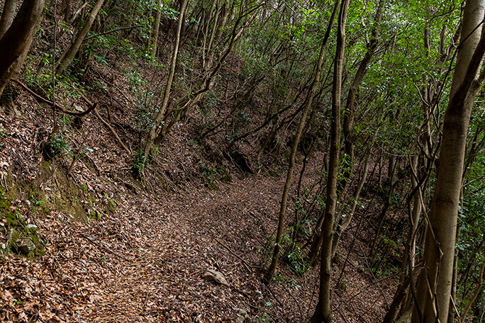 結構綺麗な登山道といった趣き