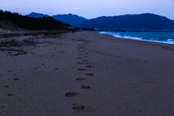 淡路島・西淡・慶野松原から望む瀬戸内海（兵庫県：2025年1月）