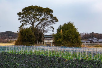 淡路島・北淡・室津・大歳神社（兵庫県：2025年1月）