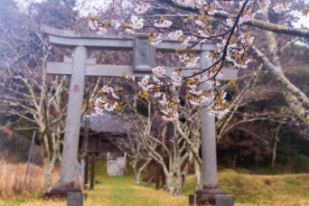 勝浦・中島・諏訪神社(千葉県:2025年3月)