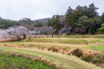 勝浦・中島・諏訪神社(千葉県:2025年3月)