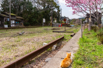 小湊鉄道・いすみ鉄道・上総中野駅(千葉県:2025年3月)