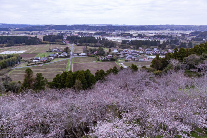 夷隅・万木城跡（千葉県：2025年3月）