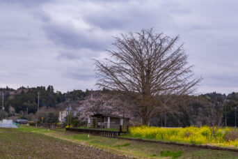 小湊鉄道・上総久保駅(千葉県:2025年3月)