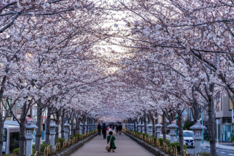 鎌倉・鶴岡八幡宮参道(神奈川県:2025年4月)