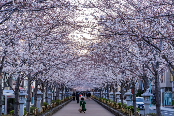鎌倉・鶴岡八幡宮参道（神奈川県：2025年4月）