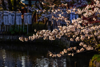 鎌倉・鶴岡八幡宮(神奈川県:2025年4月)