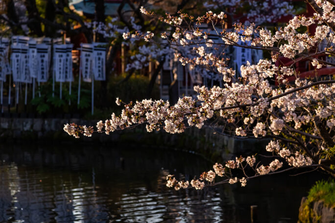 鎌倉・鶴岡八幡宮（神奈川県：2025年4月）