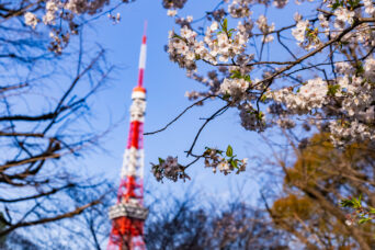 港区・芝公園から望む東京タワー(東京都:2025年4月)
