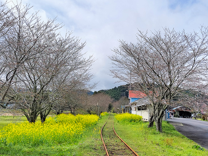 菜の花が咲き誇る総元駅に到着して小湊鉄道未成線区間の旅を終えた