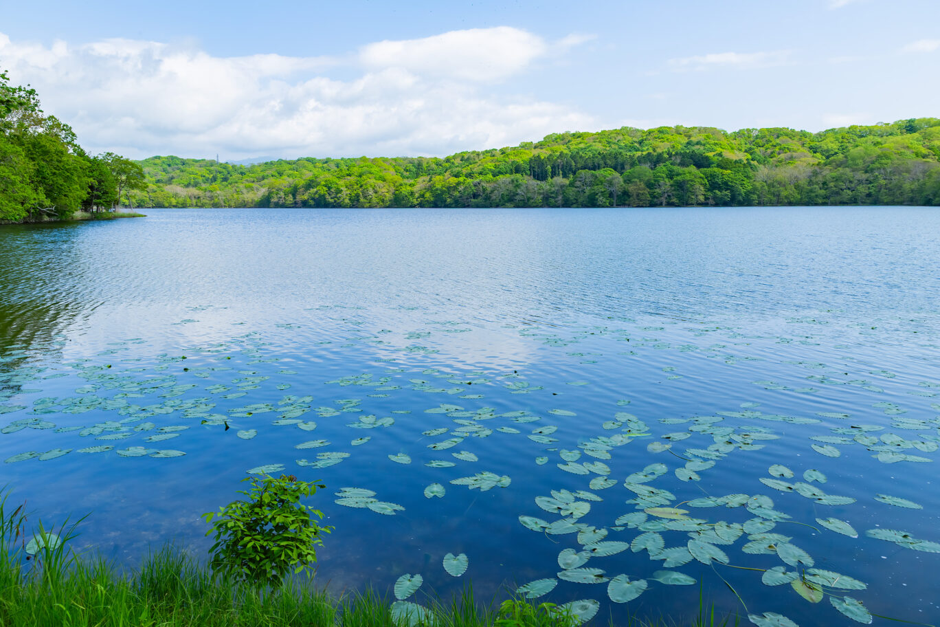 胆振・白老・ポロト湖（北海道：2025年5月）