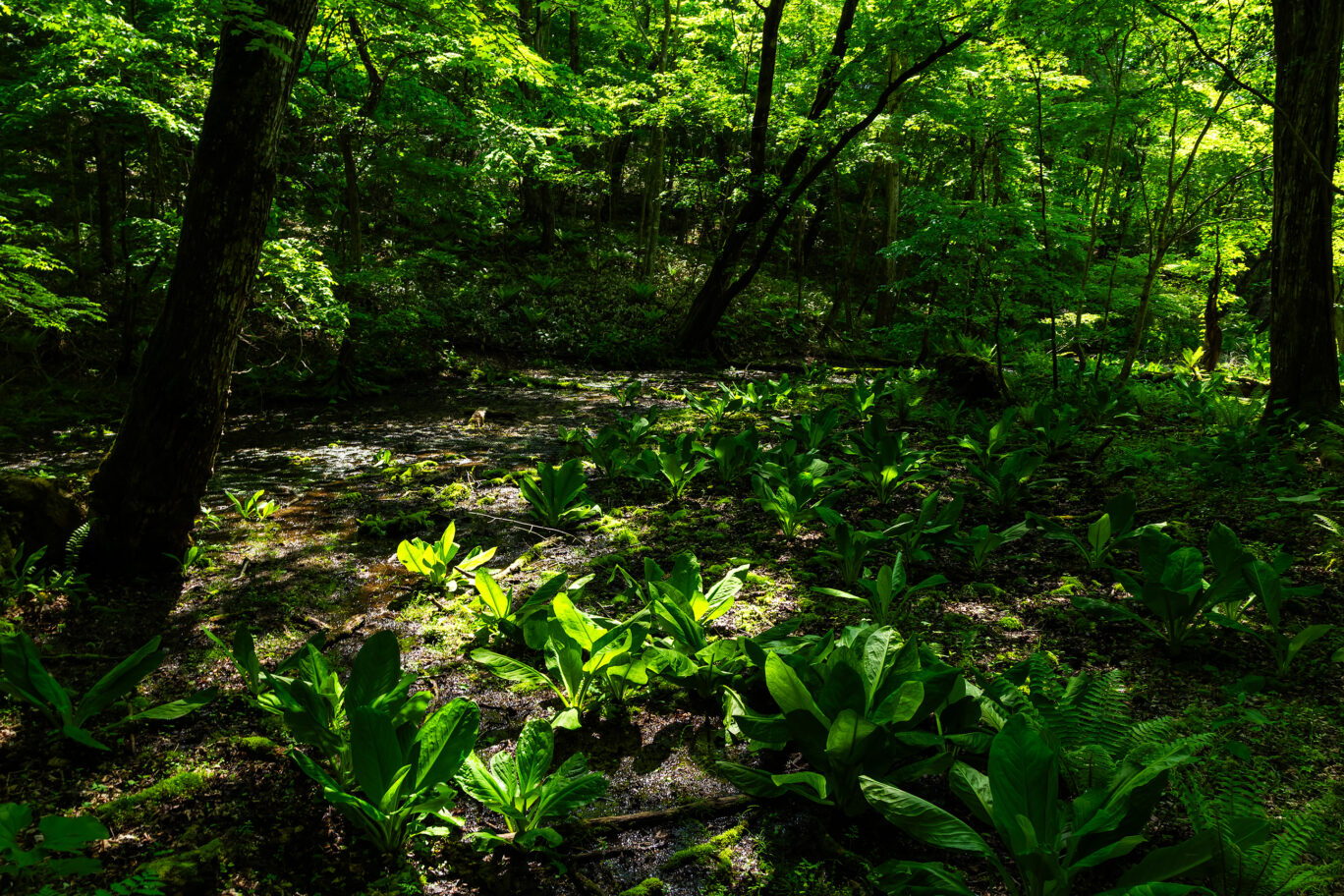 胆振・白老・ポロト湖（北海道：2025年5月）