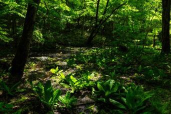 胆振・白老・ポロト湖(北海道:2025年5月)