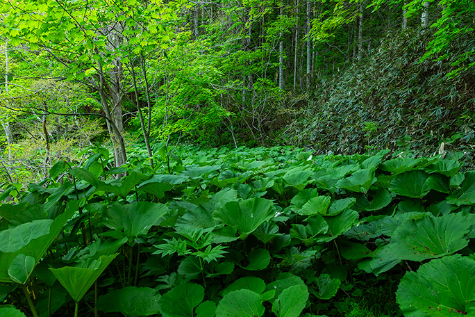 胸丈のフキが一面に覆いつくす中を掻き分けて降っていく