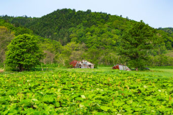 後志・黒松内・大成集落跡(北海道:2025年5月)