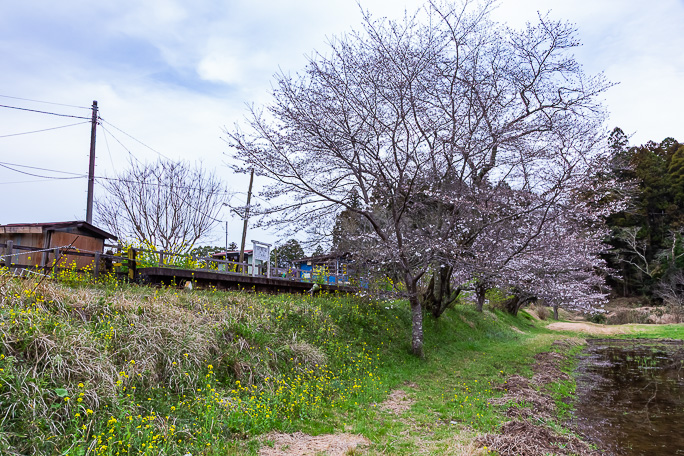 9年ぶりの飯給駅は桜も3分咲きといったところだった