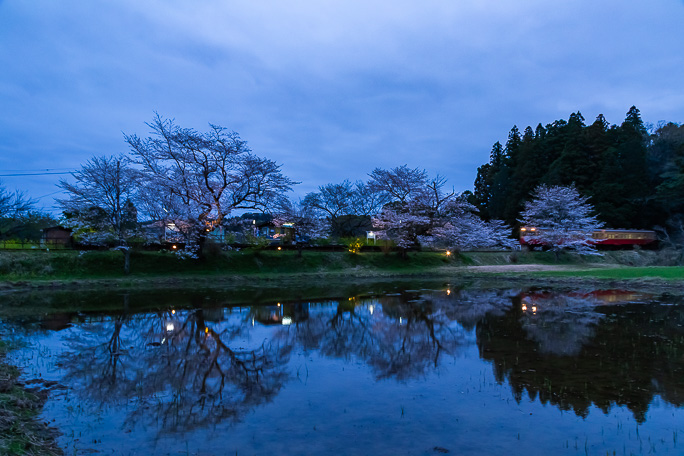 7分咲きとなった桜並木を縫って普通列車がやってきた