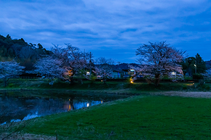 この日も曇天ではあったが開花が進んだ桜に囲まれた飯給駅と対面できた