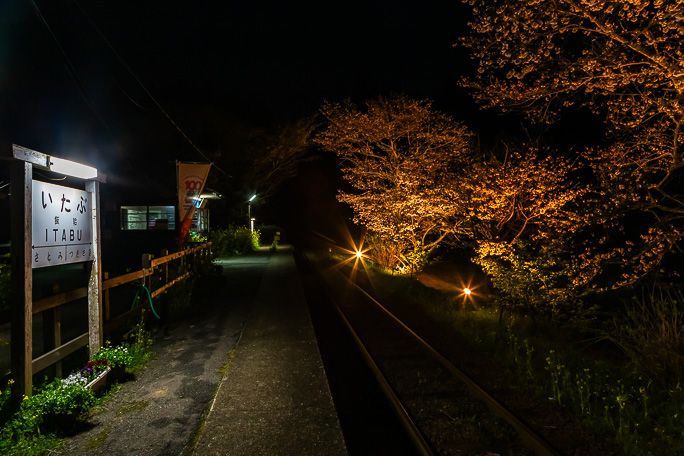 とっぷり暮れた後の桜は照明に照らされてオレンジ色に色づいていた