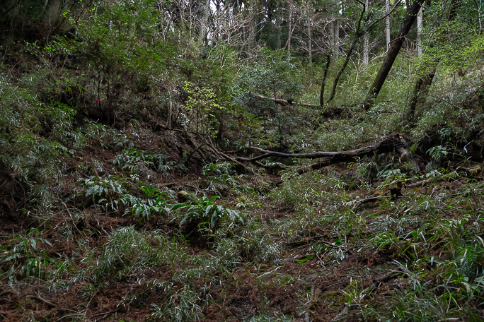 佐室浅間神社に続く参道は途中で消失していた
