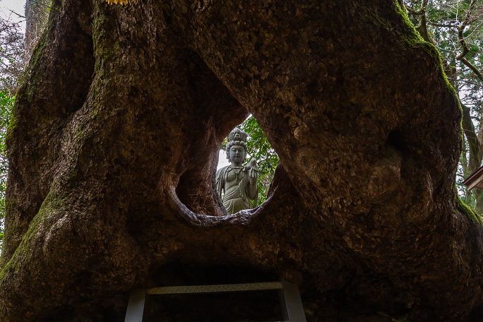 潜るとご利益があるという子授けの楠