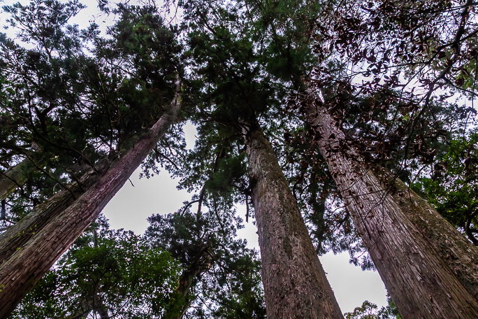 三本杉などが育つ笠森寺の自然林は天然記念物にも指定されている