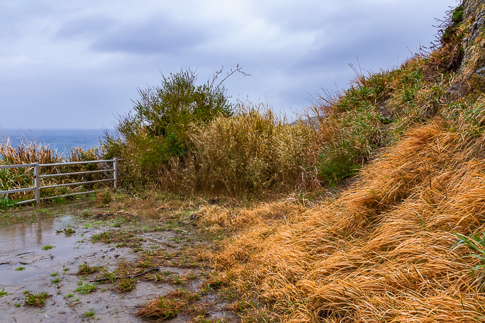 風雨の一時的な止み間をついてこの藪の先の明治旧道踏査に入ることにした