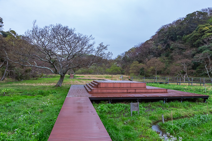木道やデッキが整備された小網代の森の遊歩道
