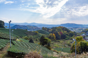 山城・加茂町例幣の茶畑（奈良県：2025年11月）