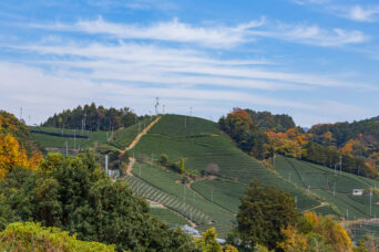 山城・和束町石寺の茶畑（奈良県：2025年11月）