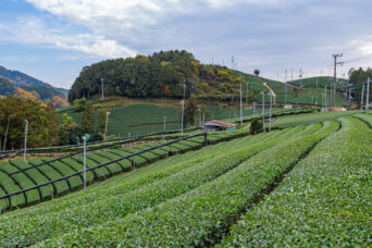 山城・和束町白栖の茶畑（奈良県：2025年11月）