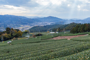 山城・和束町原山の茶畑（奈良県：2025年11月）