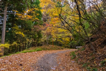 近江・彦根・男鬼峠(滋賀県:2025年11月)