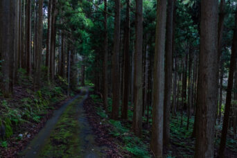 近江・彦根・男鬼峠(滋賀県:2025年11月)