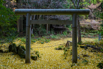 近江・彦根・明幸集落跡・神明宮(滋賀県:2025年11月)