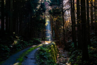 近江・彦根・男鬼集落跡付近(滋賀県:2025年11月)