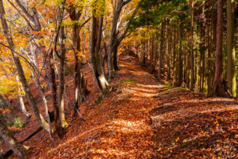 鈴鹿山地・霊仙山・笹峠付近(滋賀県:2025年11月)