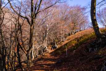 鈴鹿山地・霊仙山・笹峠付近(滋賀県:2025年11月)